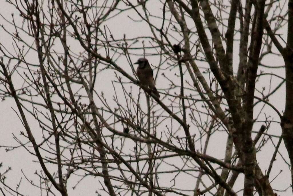 Image of Blue Jay