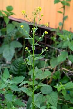 Image of ball mustard