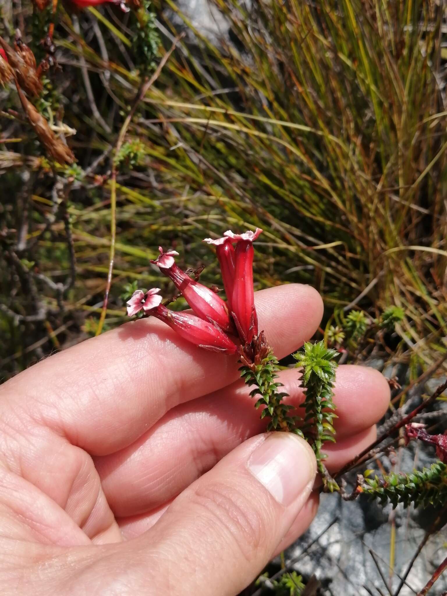 Image of Erica aristata Andr.