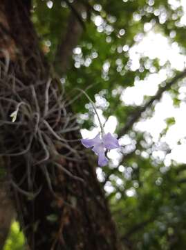 Image of Tillandsia mallemontii Glaz. ex Mez