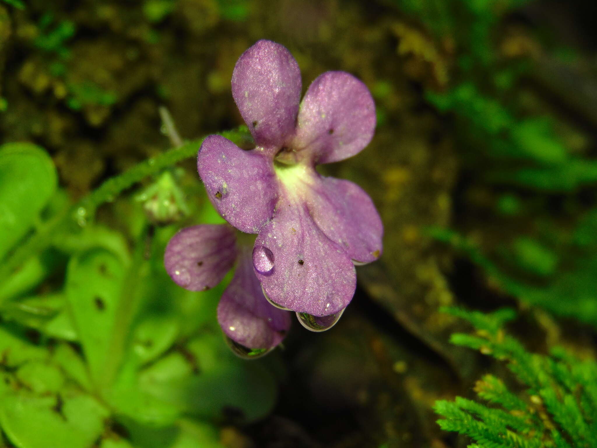 Image of Pinguicula cyclosecta Casper