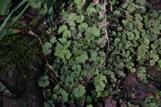 Image de Hydrocotyle moschata G. Forster