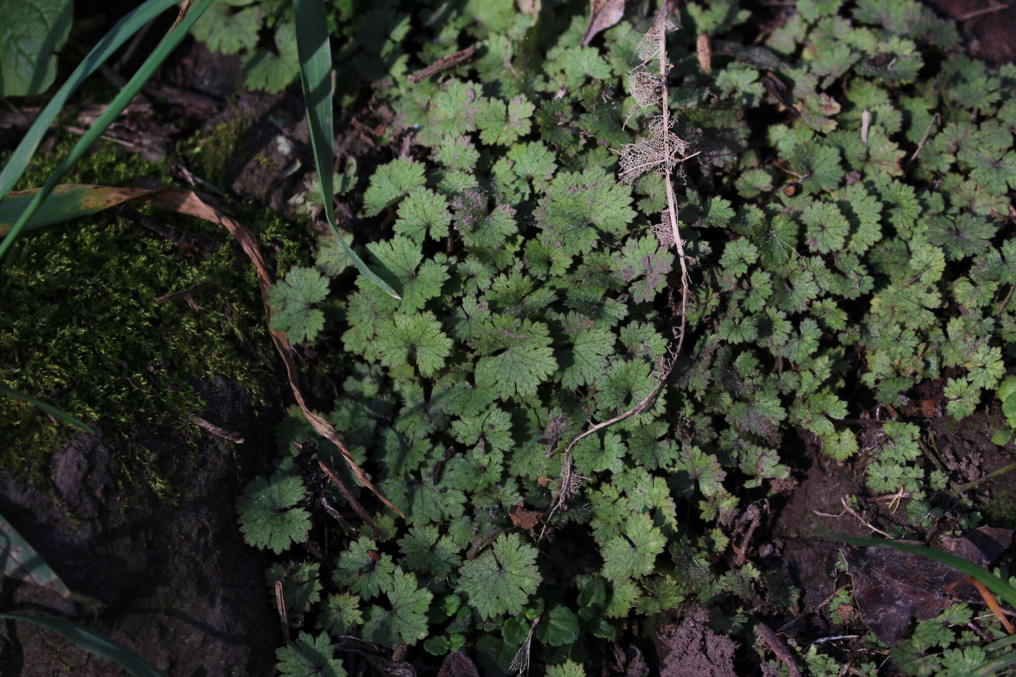 Imagem de Hydrocotyle moschata G. Forster