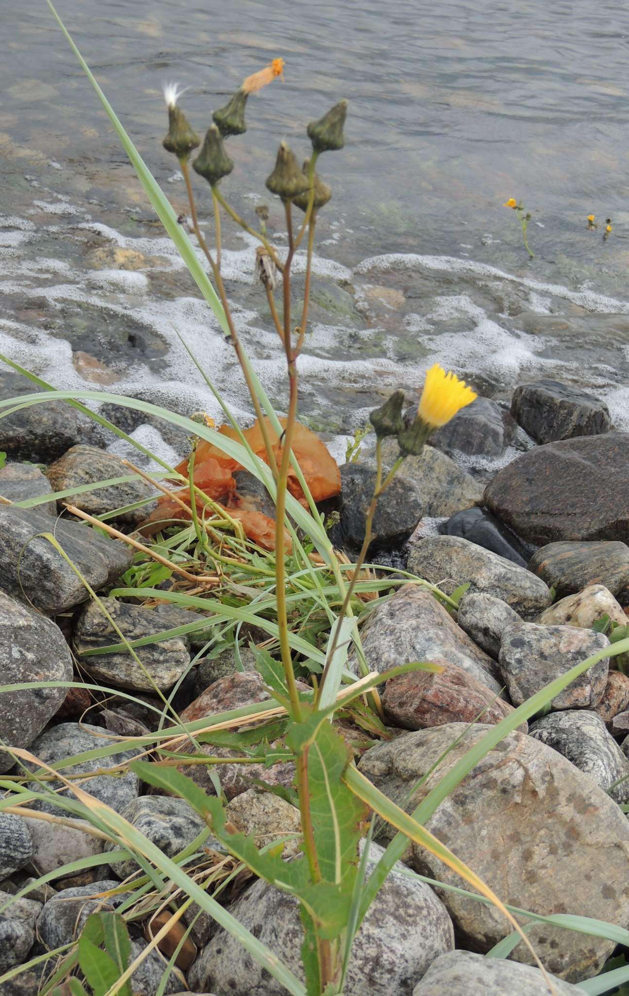 Plancia ëd Sonchus arvensis subsp. humilis (N. I. Orlova) N. N. Tzvel.