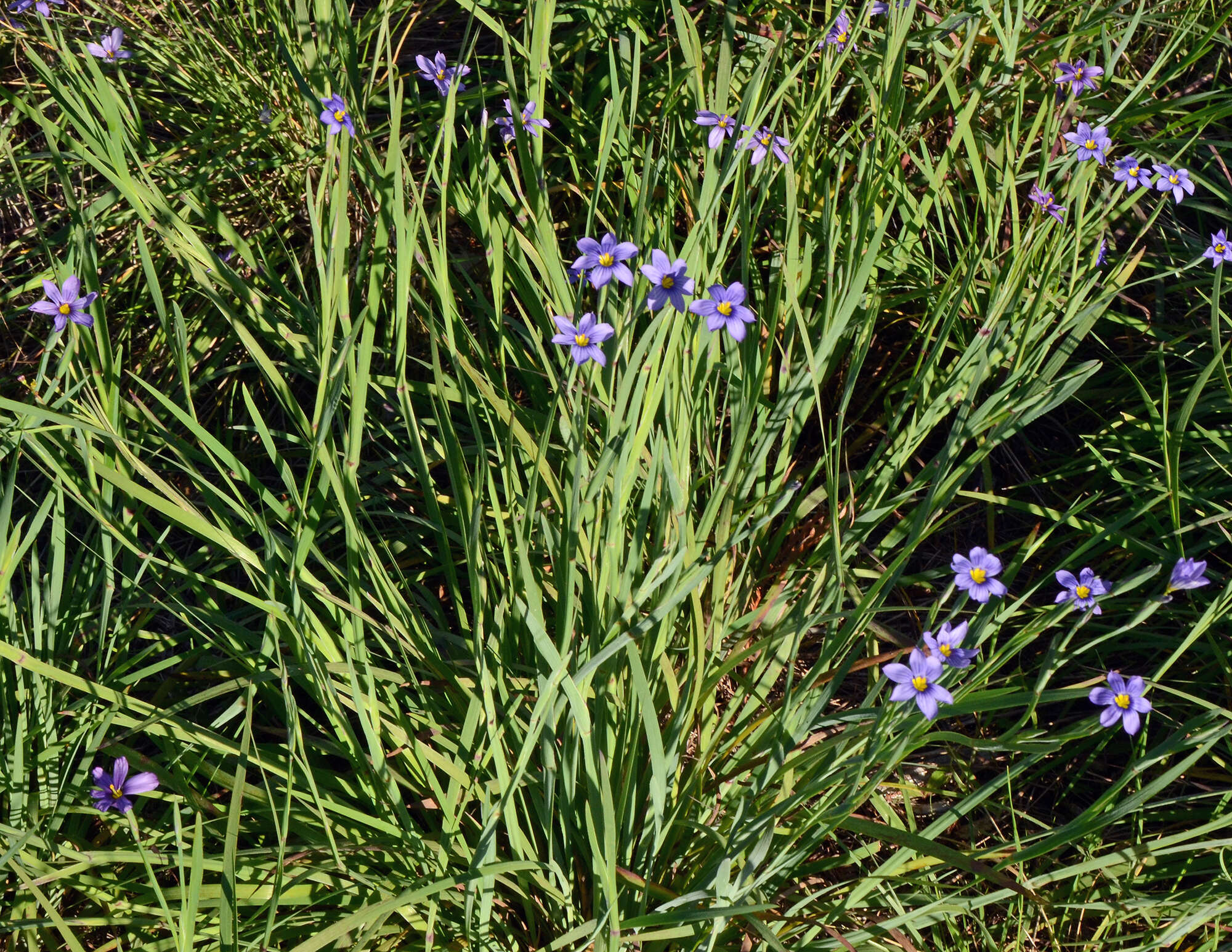 Image of western blue-eyed grass