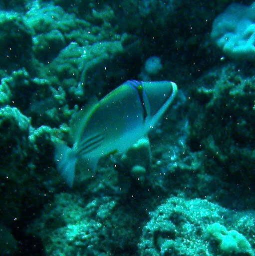 Image of Picasso triggerfish