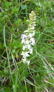 Image of Short spurred fragrant orchid