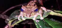 Image of Mossy Bush Frog