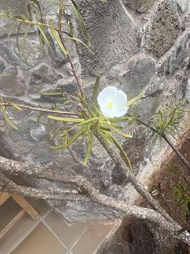 Image of Talinum galapagosum (H. St. John) M. A. Hershkovitz