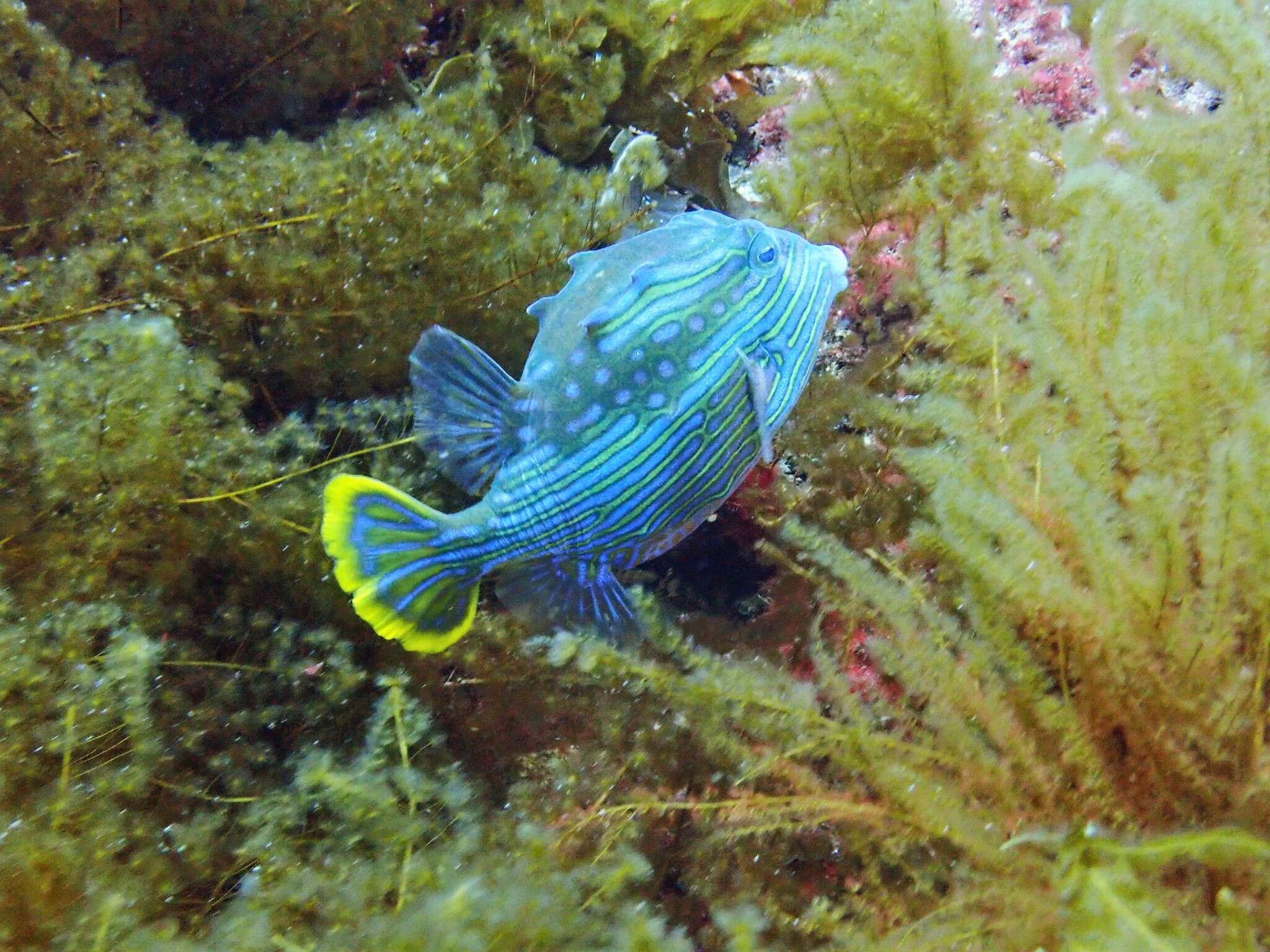 Image of Shaw&#39;s cowfish