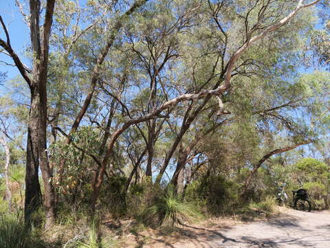 صورة Eucalyptus cornuta Labill.