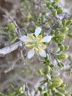 Image of Tetraena dumosa (Boiss.) Beier & Thulin