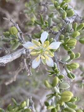 Image of Tetraena dumosa (Boiss.) Beier & Thulin