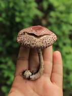 Image of Leucoagaricus lilaceus Singer 1952