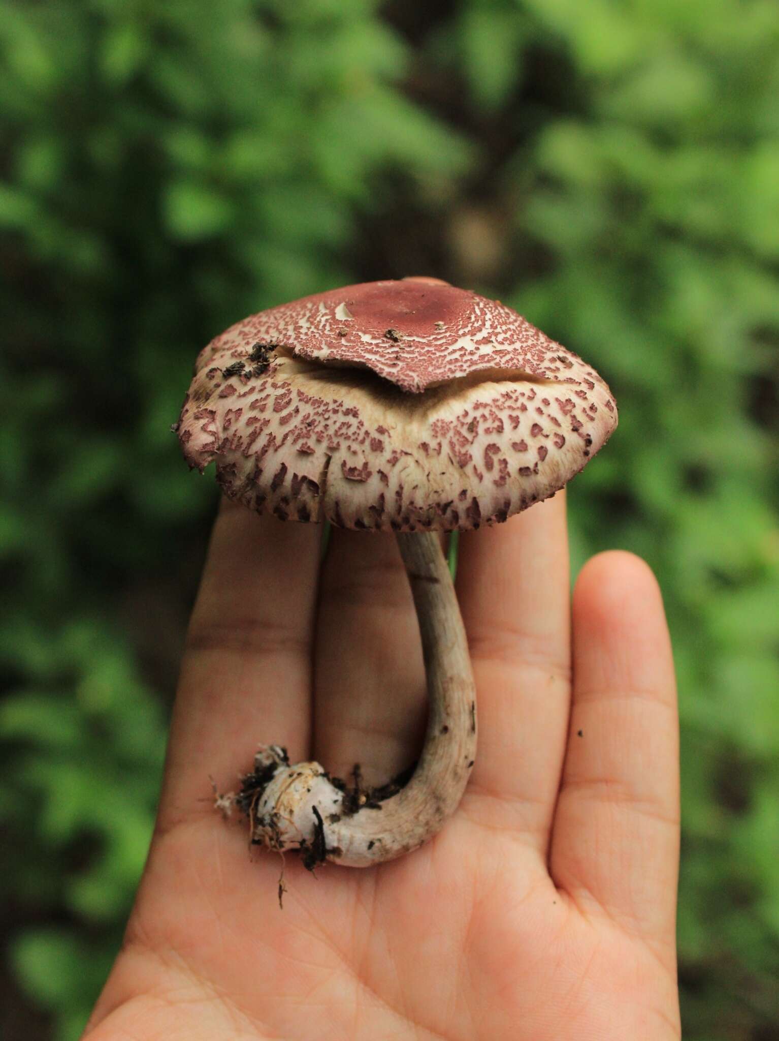 Image of Leucoagaricus lilaceus Singer 1952