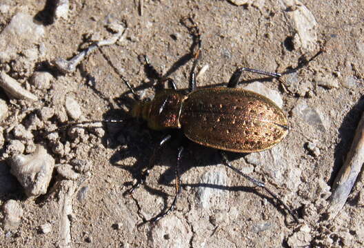 Image of Carabus (Orinocarabus) sylvestris Panzer 1793