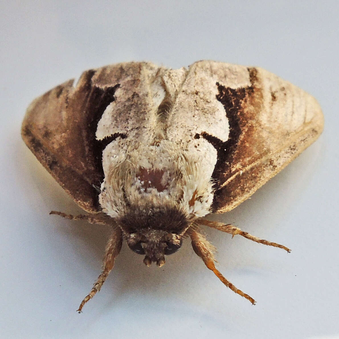 Image of Double-toothed Prominent