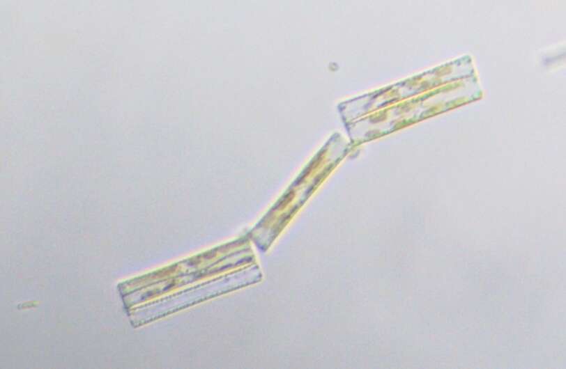 Слика од Diatoma tenuis