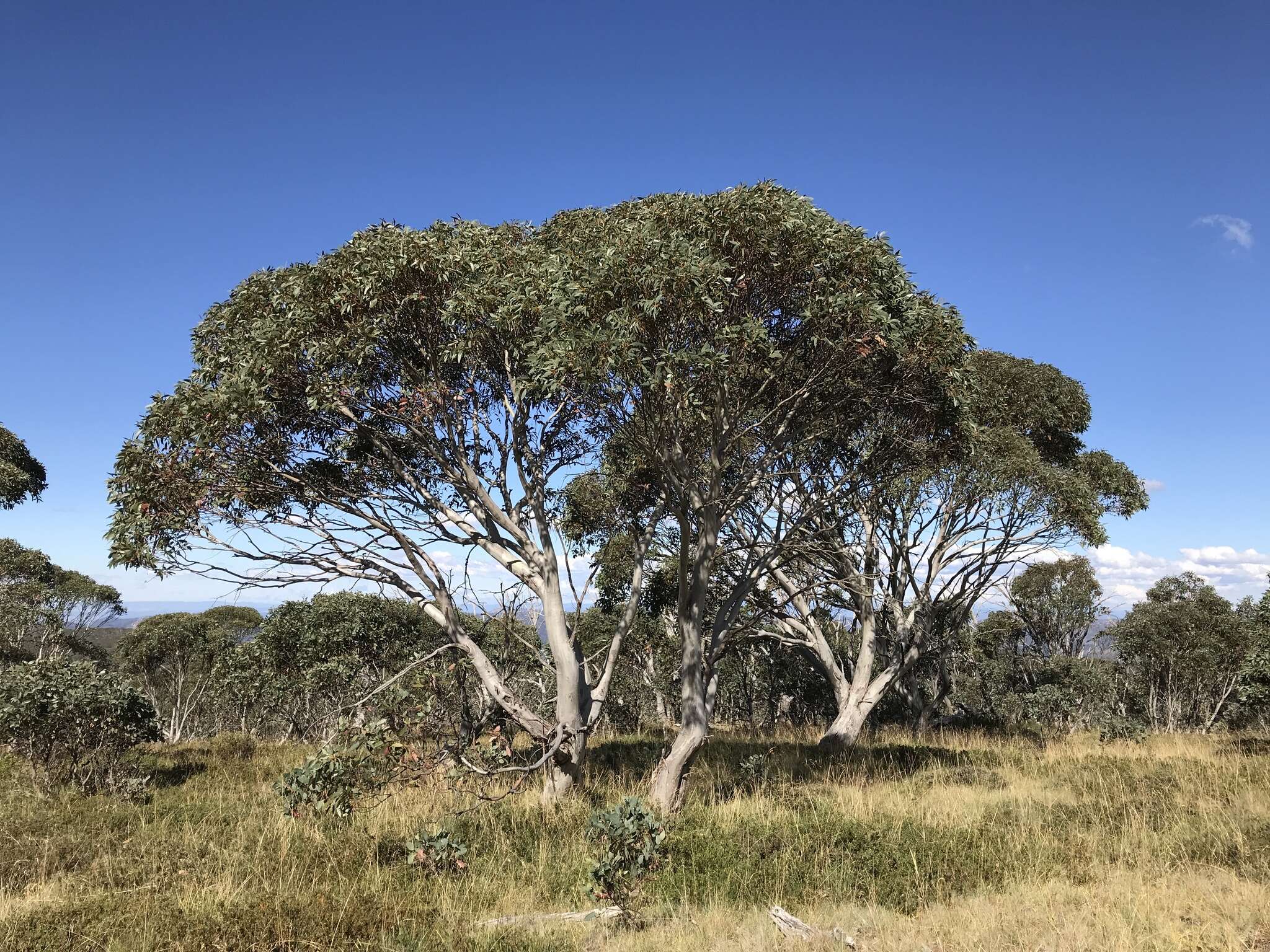 Image of Eucalyptus pauciflora subsp. debeuzevillei (Maiden) L. A. S. Johnson & Blaxell