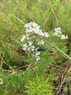 Imagem de Pycnanthemum tenuifolium Schrad.