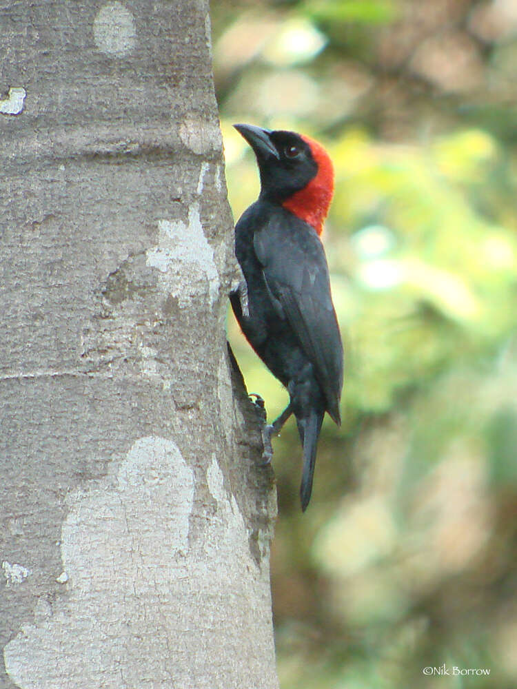 Image of Red-headed Malimbe