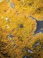 Image of orange lichen