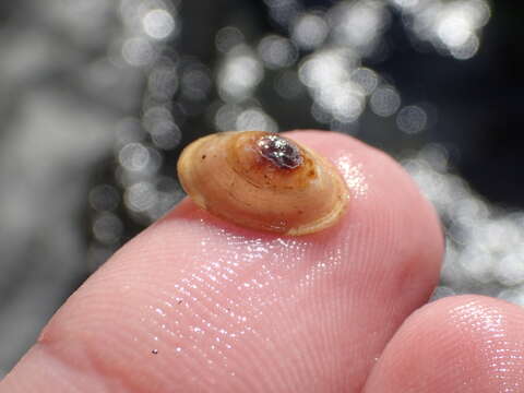 Image of Banbury Springs limpet