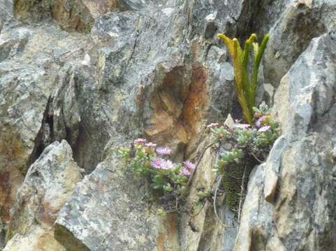 Imagem de Phlegmariurus gnidioides (L. fil.) A. R. Field & Bostock