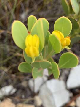 Image of Rafnia capensis (L.) Druce