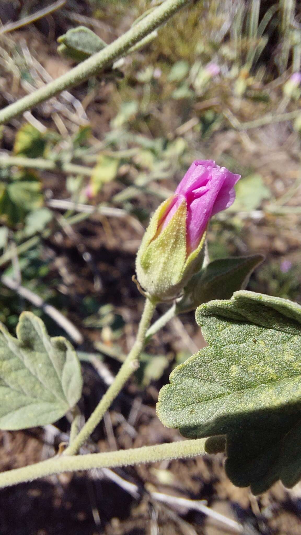 Слика од Sphaeralcea obtusiloba (Hook.) G. Don