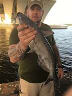 Image of Blue catfish