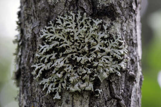 Image of shield lichen