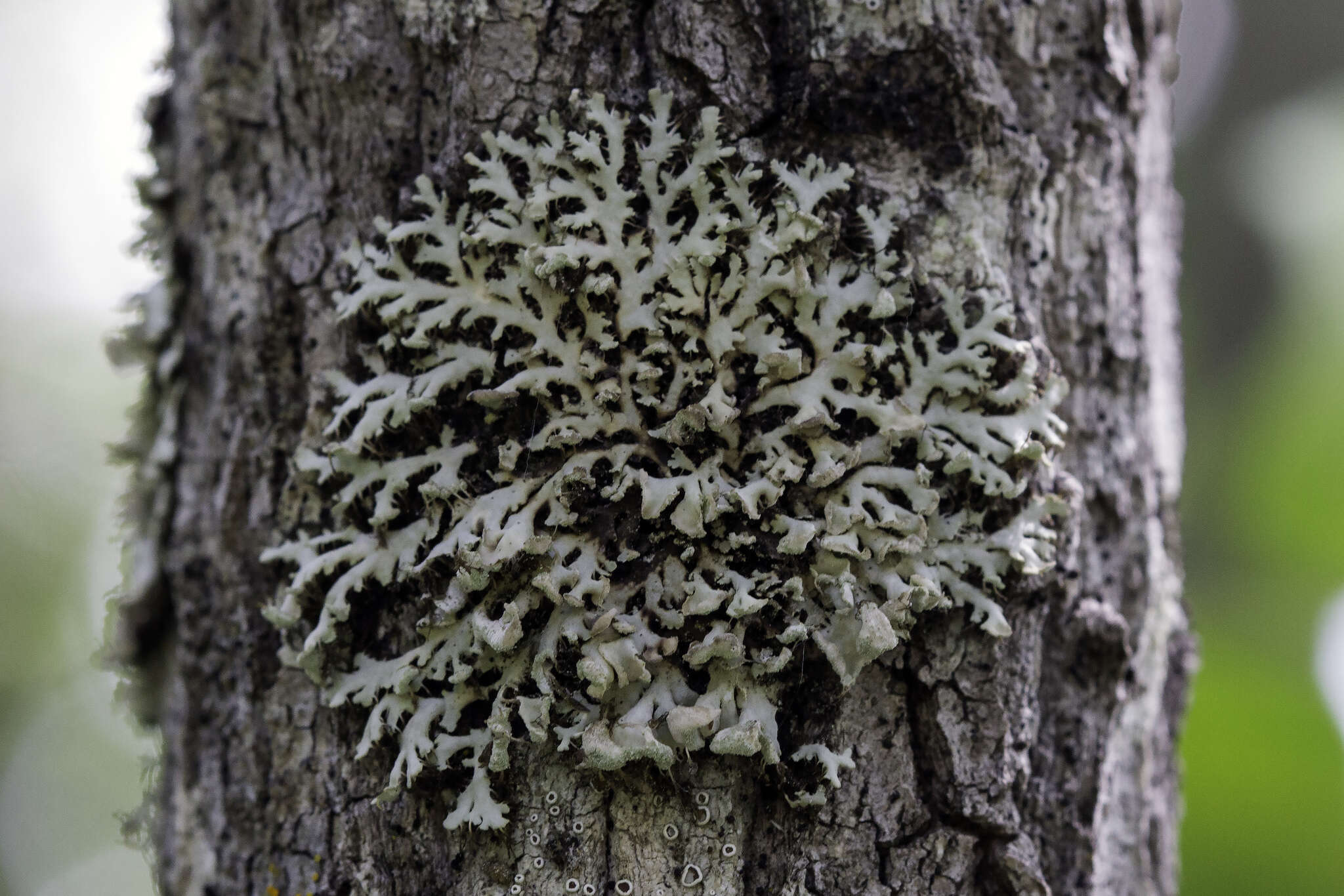 Image de Heterodermia galactophylla (Tuck.) W. L. Culb.