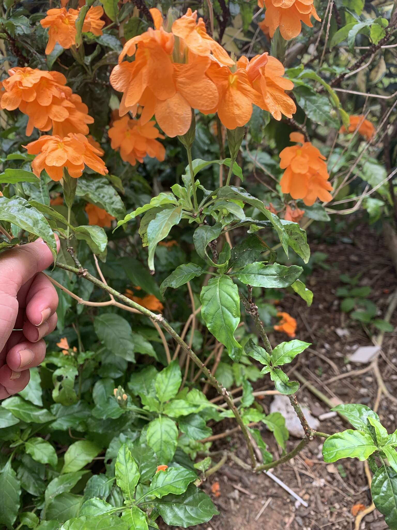 Image of Firecracker-flower