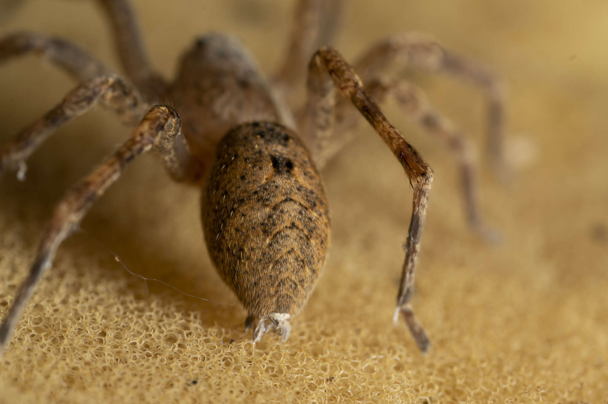 Слика од Zoropsis lutea (Thorell 1875)