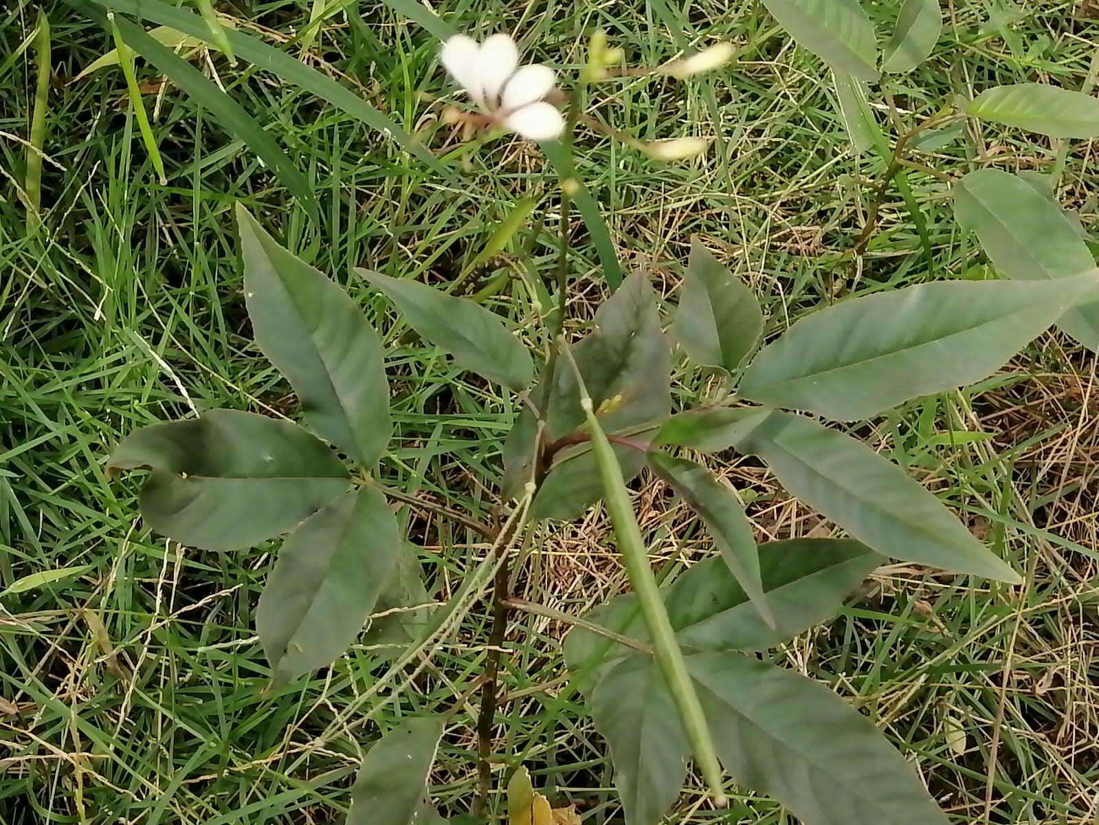 Image of toothed spiderflower