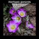 Image of Montiopsis glomerata (Phil.) D. I. Ford