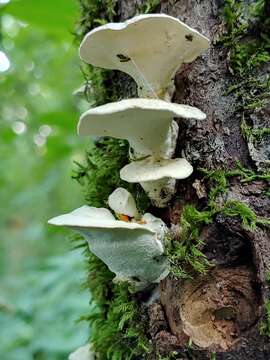 Слика од Loweomyces fractipes (Berk. & M. A. Curtis) Jülich 1982