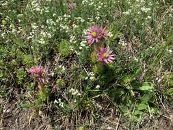 Image of Sempervivum montanum L.