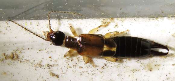 Image of African earwig