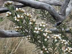 Image of Ozothamnus thyrsoideus DC.