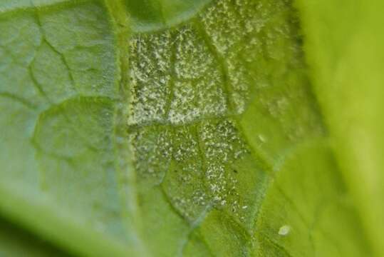 Hyaloperonospora lunariae resmi