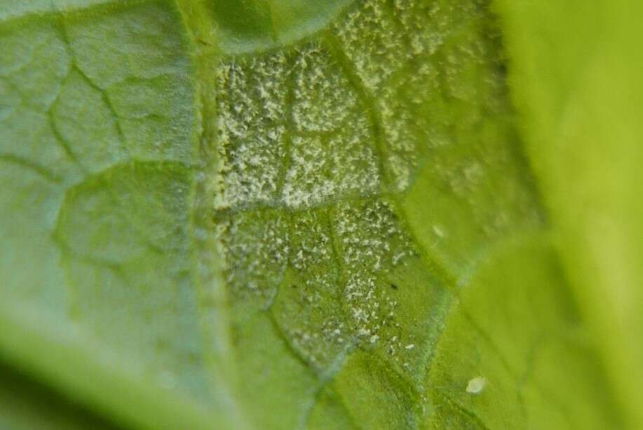 Image of Hyaloperonospora lunariae