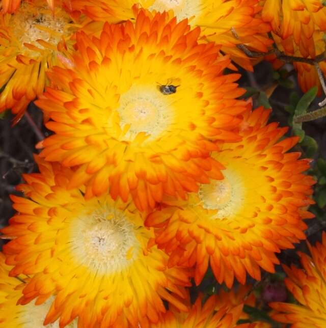 Imagem de Drosanthemum bicolor L. Bol.