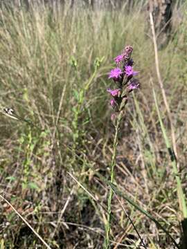 Image of Garber's Gayfeather