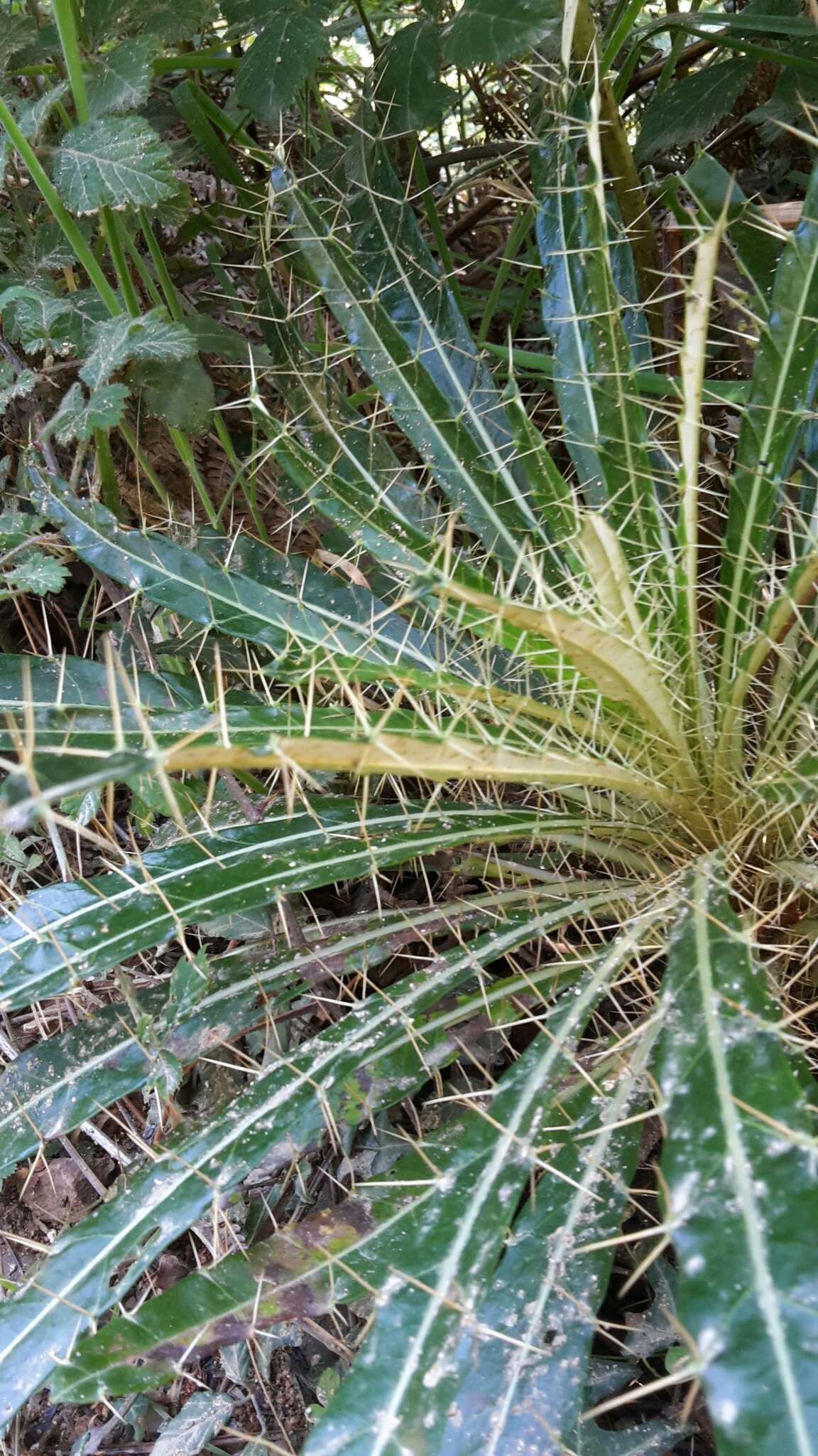 Image de Ptilostemon casabonae (L.) Greuter