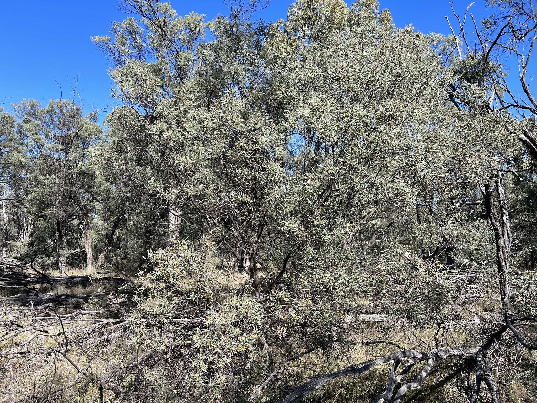 Imagem de Acacia catenulata C. T. White