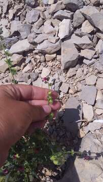 Image of Cynoglossum germanicum Jacq.