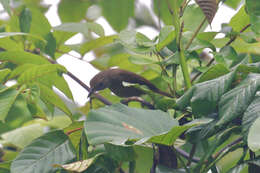 Image of Black-throated Shrikebill