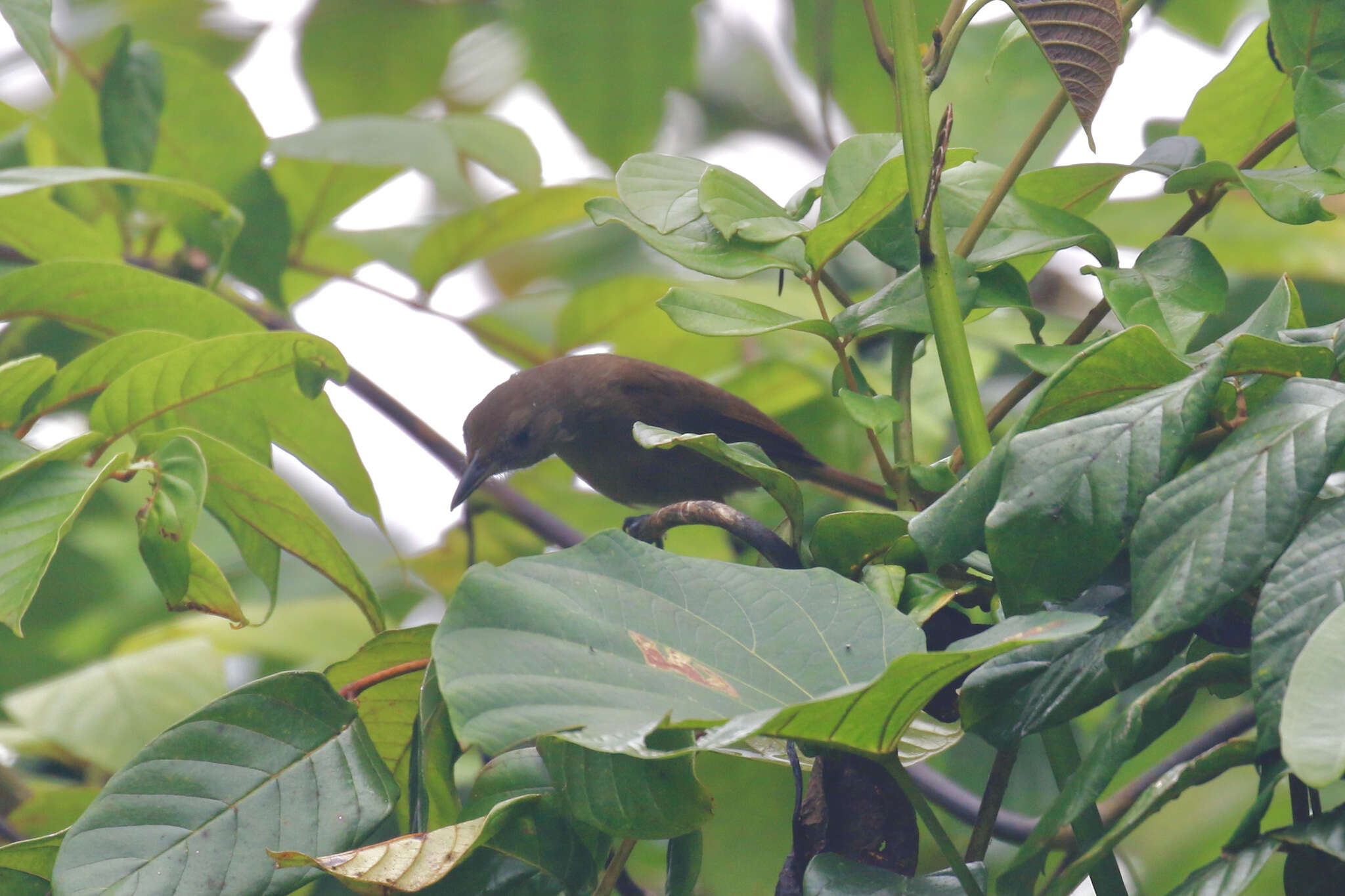 Image of Black-throated Shrikebill